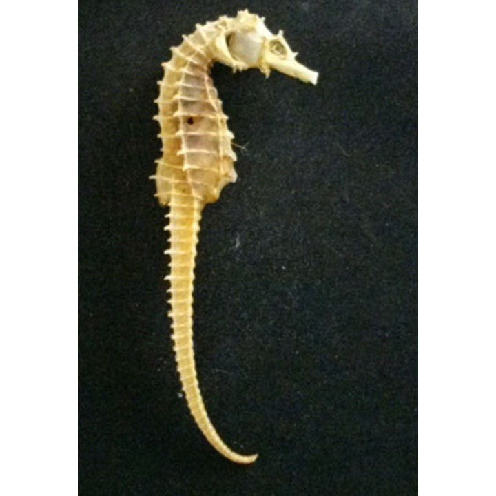 Squelette d'hippocampe de hauteur 11,5 cm