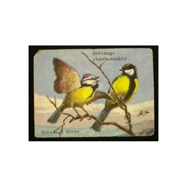 ANIMAUX : MÉSANGE CHARBONNIÈRE