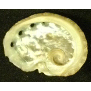 COQUILLAGE 1
