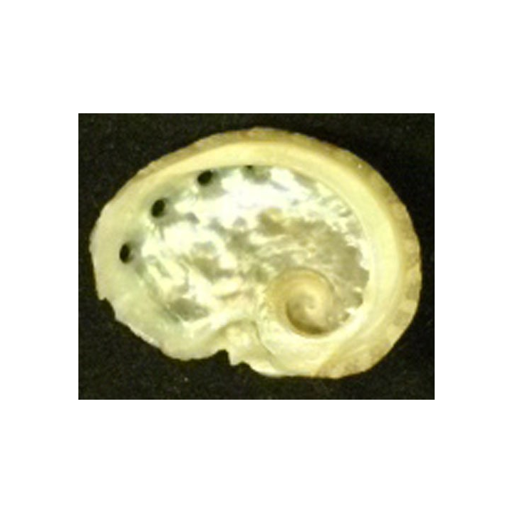 COQUILLAGE 1
