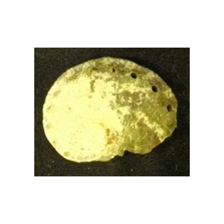 COQUILLAGE 1