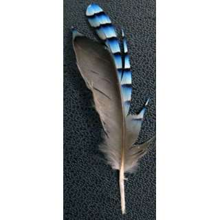 Magnifique plume de geai de hauteur 5,5 cm