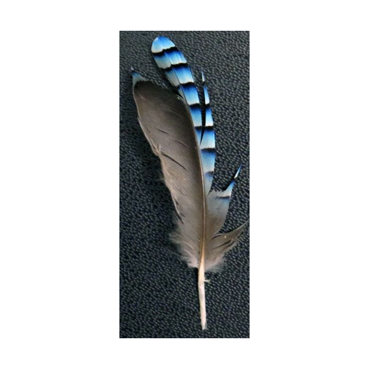 Magnifique plume de geai de hauteur 5,5 cm