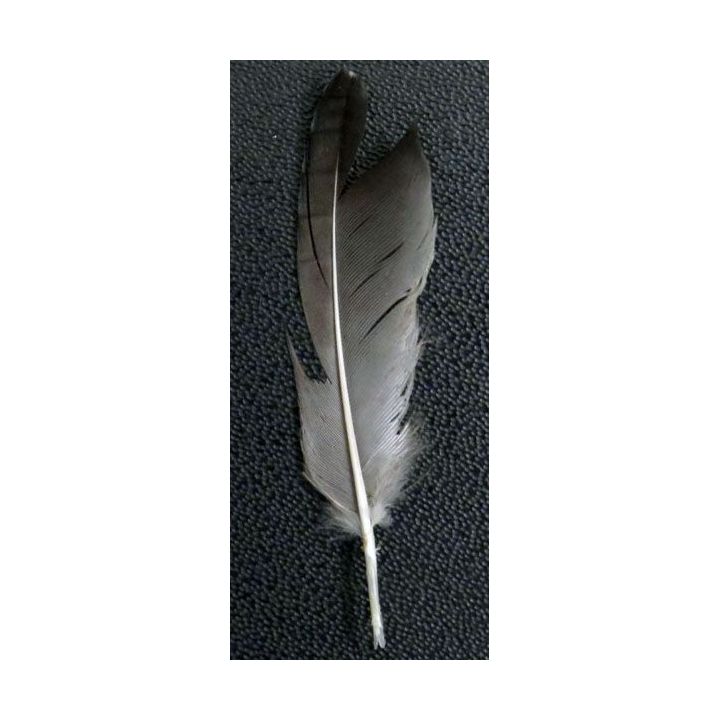 Magnifique plume de geai de hauteur 5,5 cm